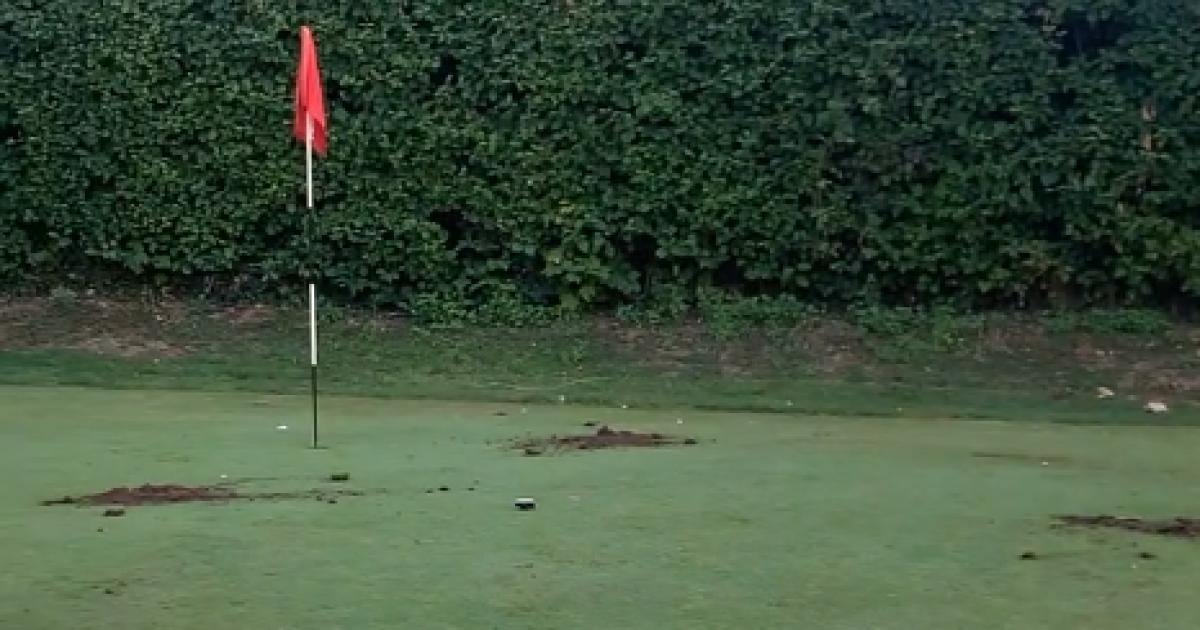 Drought leads badgers to rip up Clare Park Lake Golf Course