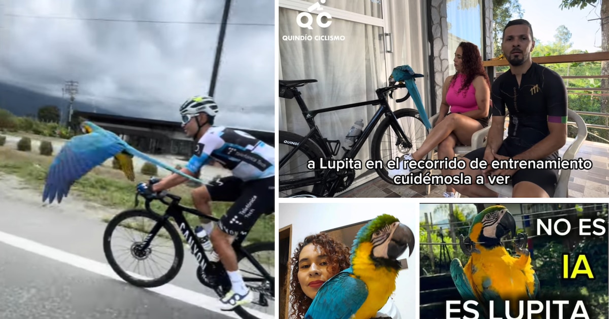 La maman humaine de Lupita, la guacamaye sociable des cyclistes du Eje Cafetero, révèle comment elle est entrée dans sa vie : "Ce n'est pas de l'IA, c'est un bonheur authentique !"