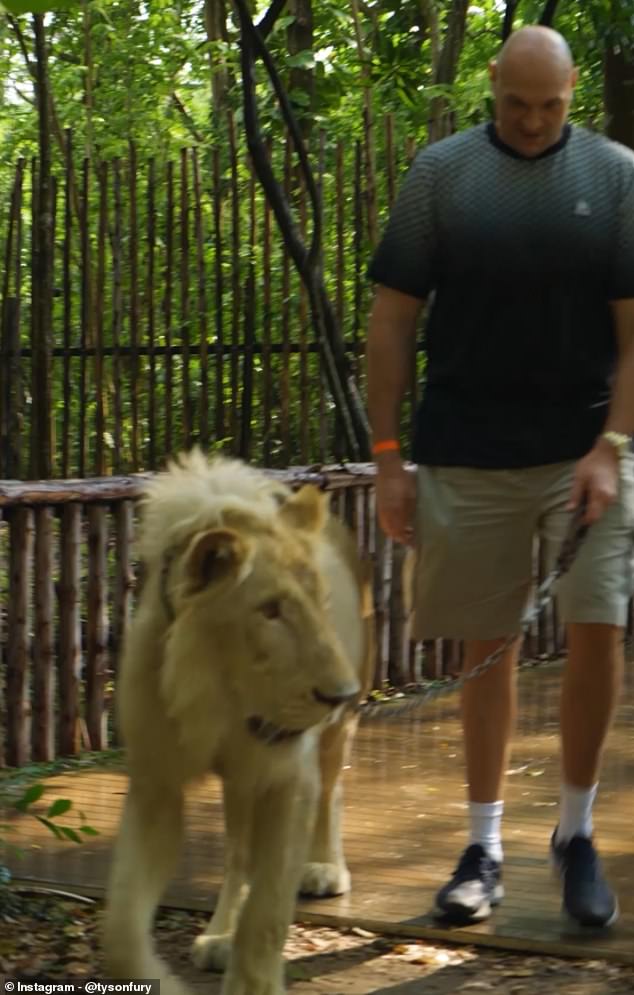 Tyson Fury promène un LION pour préparer son grand retour face à Arslanbek 'Le Lion' Makhmudov !